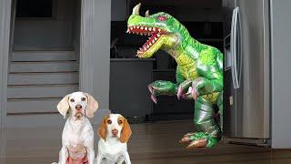 Dogs vs Giant Dinosaur Prank: Funny Dog Maymo & Puppy Indie vs Dinosaurs Invasion!