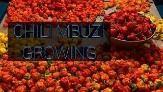 Chilli Mbuzi(habanero),Scotch Bonnet and other hot pepper production..