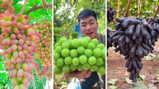 Cutting Fresh Grapes at Farm Part 2