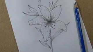 How to Draw a Lily Flower easy - step by step | Hihi Pencil