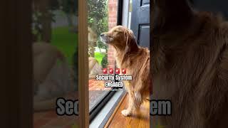 My dog is a very good guard dog!  #goldenretriever #dog