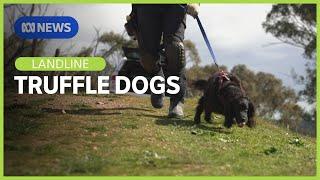 Detection dogs on the hunt for truffles in South Australia  | Landline | ABC News