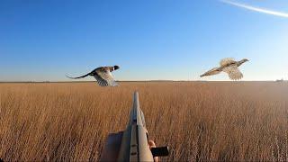 Opening Weekend Pheasant Hunt With my Dog ( LIMITED! )