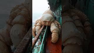 hairy unknown deep sea creature   #deepsea #fishing  #ai #alaska #deepseafishing