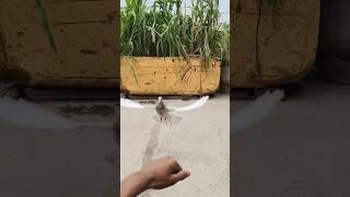 kabutar ki video pintu algota Kabutar ko hath pr kaise ️lalpari#shortsfeed#kabutar#pigeon#shorts