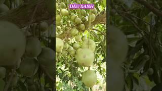 Dâu Xanh#xuhướng #shortvideo #cayantrai #ngườimiềntây