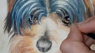 Painting a miniature Yorkie portrait. By ICRA.