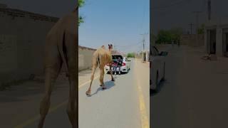 Miss you dilbar🫀 #vlog #viral #minivlog #chotaalivlogs #camel