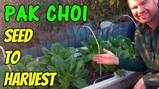 Growing Pak Choi (UK) | Bok Choy from Seed