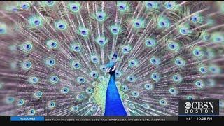 Peacock Escapes Franklin Park Zoo, Police Officer Helps With Capture