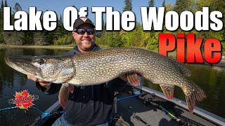 Lake of the Woods Pike Fishing (Sunset Country)!