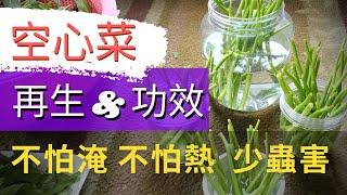 How to grow water spinach? 【再生蔬菜-空心菜】種空心菜/蕹菜，阡插空心菜，沒有菜耔又買不到菜苗時的好方法，不用種子輕鬆種【如何利用超市青菜再生新蔬菜】