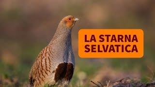 La starna selvatica e il suo possibile ritorno