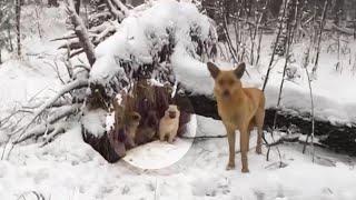 Heartbroken Mama Dog Watches Her Puppies Starving and Freezing, Pleading for Help