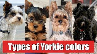 9 Different Types of Yorkshire Terrier Colors And Their Role | Types of Yorkie Colors