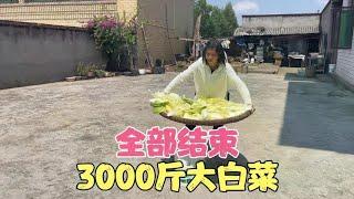 The 3000 catties of Chinese cabbage pulled back from the high mountains in Guizhou are all over  bu