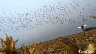 Southwest Iowa ducks working