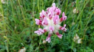 Anthyllis montana (Mountain Kidney Vetch)