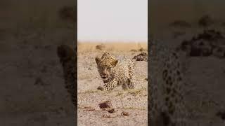 #Wildlife #TigerVsGoat #JungleLife #NatureIsBrutal #WildlifePhotography #PredatorVsPrey