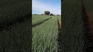 onion farming