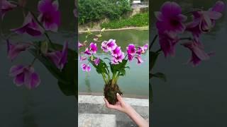 let's learning this tips for grafting orchid plant #short