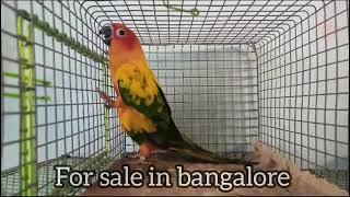 Sun Conure Adult Pair For Sale in Bangalore #birdsforsale #exoticbirdsshop #birds