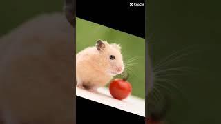 Ton hamster= ton mois de naissance #hamsters #abonnetoi #speedsong