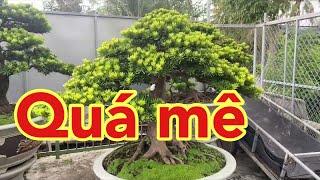 Những tác phẩm tùng kim cương đẳng cấp | Bonsai Tiền Giang