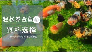 新手輕鬆養金魚-金魚更喜歡吃沉水還是浮水的飼料？