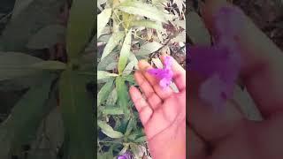 maxican petunia heavy blooming flowers in garden #shorts Plants Lobby