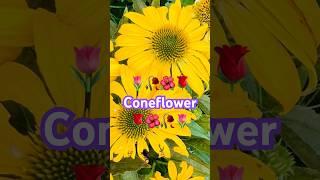 Echinacea Sombrero Lemon Yellow #shorts 71 #yellow #yellowflowers #coneflower #sombrero #echinacea