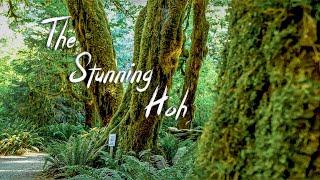The Hoh Rainforest - Olympic National Park - 4K Edit