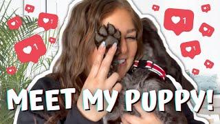 I GOT A PUPPY!!! | MY FIRST VLOG! Vancouver to Calgary! | weezasworld