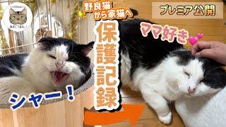 【野良猫保護】頑張って生きて来たから甘えていいんだよ！１０年もひとりで頑張って来た老野良猫保護から3ヶ月間の記録