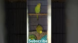 Parrot calling praneethnu #shorts #ytshort #like #tuni #tuni twins official