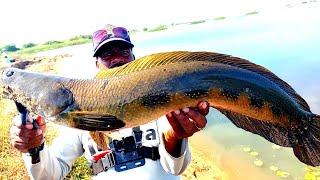 Fishing videos | Big Snakehead Hunting | Murral fishing videos | Ahtesham khan fishing | Fishing