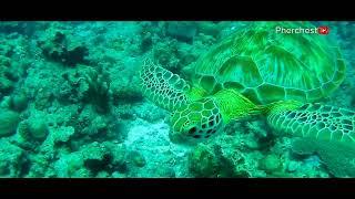 Tubbataha Reefs Natural Park in Palawan | Pherchest TV