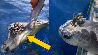 5 Worst Cases of BARNACLES on SEA TURTLES (Part 2)  Animal Rescue #29