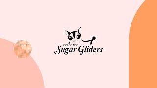 Colorado Sugar Gliders