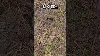 사람보다 "사슴이 많은" 한국의 이상한 외딴섬 ㄷㄷ