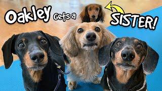 Oakley Gets a SISTER! - Say hi to "Delilah" the Puppy Dachshund!