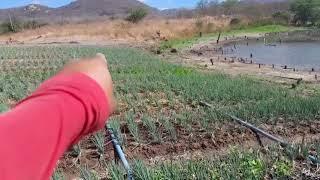 VEJAM COMO ESTÁ FICANDO MINHA PLANTAÇÃO DE CEBOLINHA NA BEIRA DO RIO