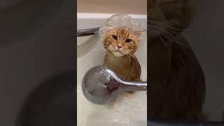 Как купать кота , How to bathe a cat.