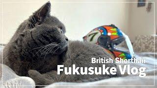 A day in the life of "Fukusuke," a British Shorthair｜Japanese Vlog