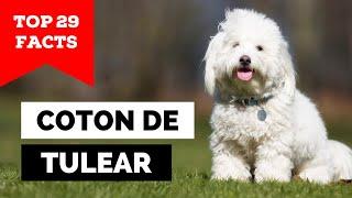 99% of Coton de Tulear Owners Don't Know This