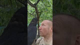 Как я уберигаю черешню и другие ягоды от поедания птицами ??? #ястреб #грач на охране 