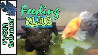 What I feed my Fish Buddies - Klaus Edition