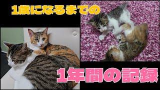 『総集編』生後３週間300gで保護した赤ちゃん猫が1歳になるまで