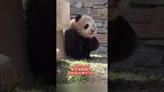 卧龙神树坪基地，2024届最小煤老板绅宾崽小家伙出道带着小心机身上黑，脸白颜值杠杠的这届小崽崽都超级可爱#大熊猫绅宾#大熊猫绅宾崽