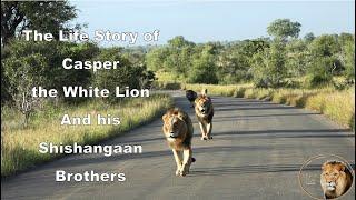 The Life Story Of Casper The White Lion And His Shishangaan Brothers (2014 - 2024)